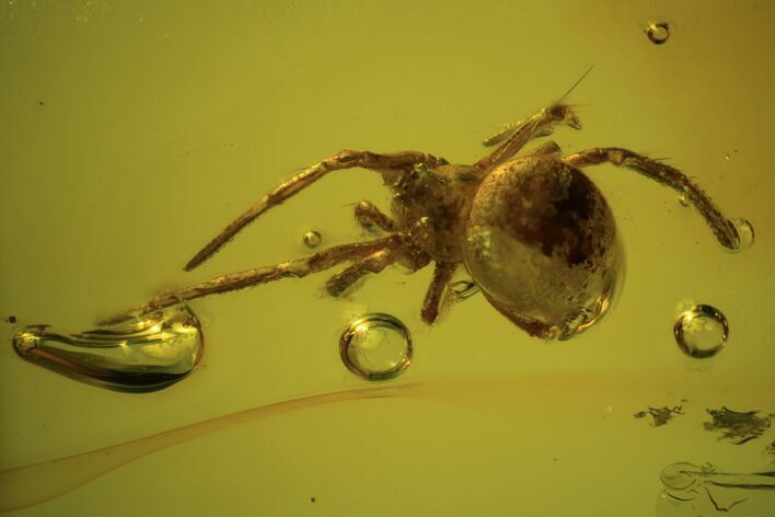 Detailed Fossil Spider (Aranea) In Baltic Amber #93824